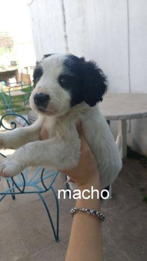 3 CACHORROS Y UNA MADRE EN ADOPCION URGENTE