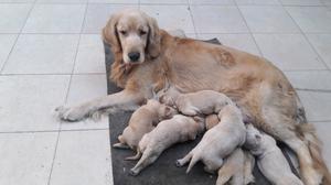 Cachorros golden retriever