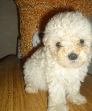 Micro caniche macho