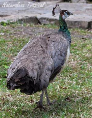 pavo real hembra reproductora