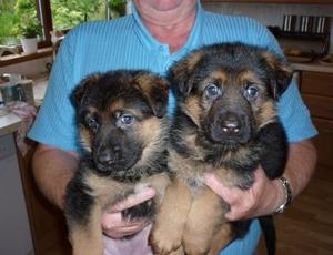 Cachorros de pastor alemán para la adopción