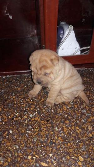 Cachorros shar pei