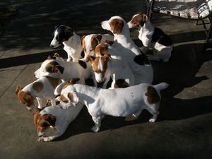 Hermosas Jack Russell Terrier solo hembras