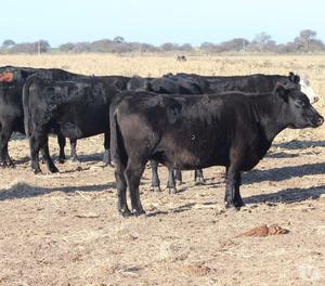 Vacas Aberdeen Angus Colorado Y Negro Preñadas