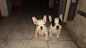 Vendo hermosos cachorros Bulldog Francés listos para