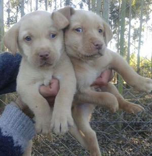 labradores retrievers de gran calidad !!!