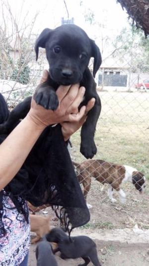 Adopción de labradores negros