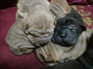 CACHORROS SHAR PEIS