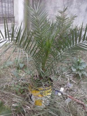 Palmera phoenix robusta