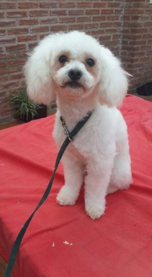 Peluqueria Canina, por que cuidar el pelo de tu perro en