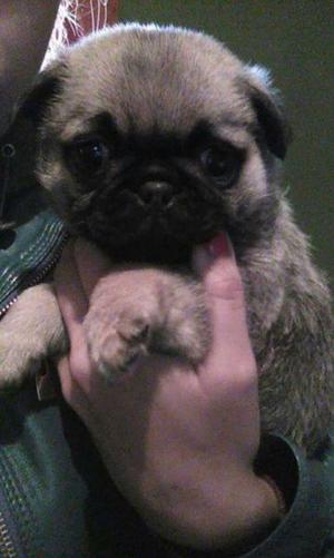 Pug carlino macho imperdible