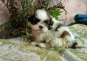 Shih tzu machos con FCA