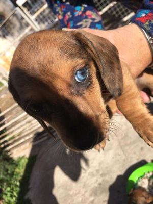 VENDO CACHORROS TECKEL O SALCHICHA ARLEQUÍN