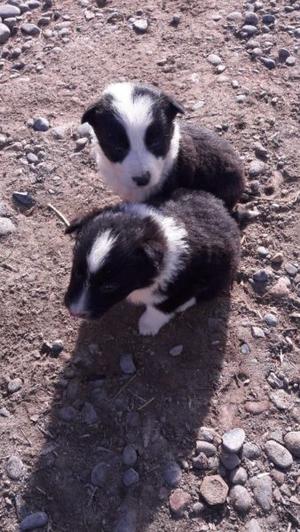 Vendo cachorros colli