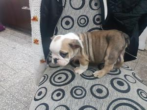 bulldog ingles excelentes hembra y macho,