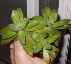 planta suculenta plectrantus M 10