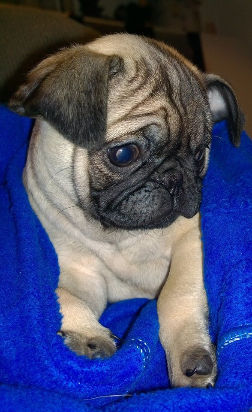 pug carlino hembra con fca