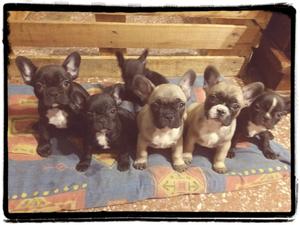 Bulldog frances! Hermosos!