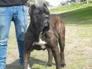 Cachorros Cane corso