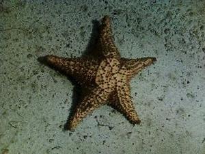 Estrella de mar y coral grande