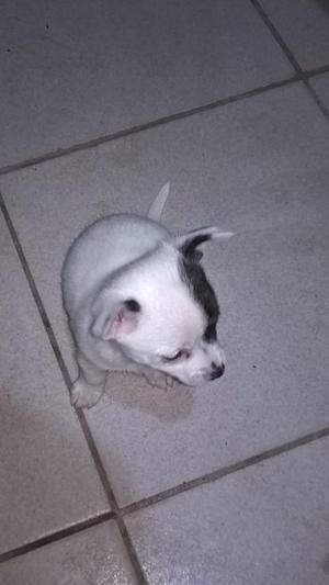 vendo chihuahua hembra