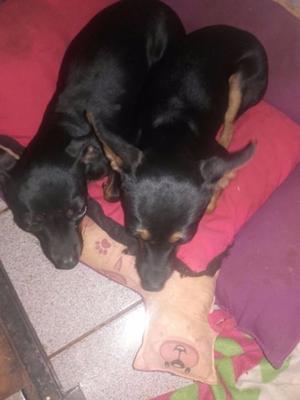 VENDO PINCHER 1 HEMBRA Y 1 MACHO