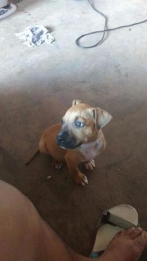 Vendo pitbull 1