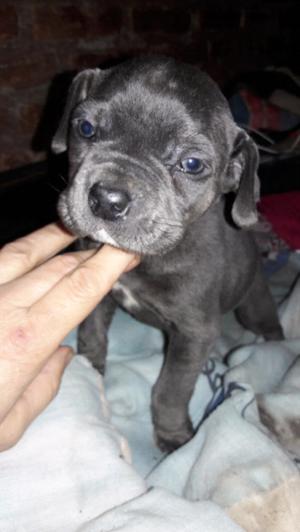 cane corso 38d griz