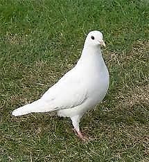 paloma blanca hembra