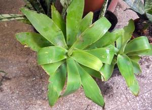 Agave attenuata en maceta 12 colmada