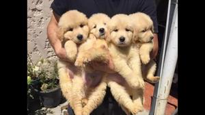 Cachorros Golden retriever padres a lanjbkdnn