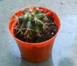 Cactus En Maceta 6