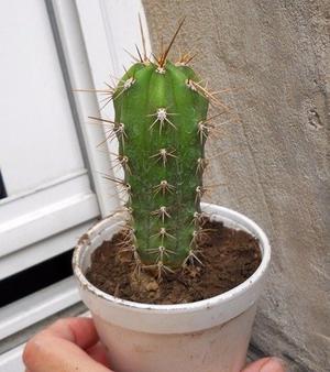 Cactus cereus peruvianus de 11 cm de alto