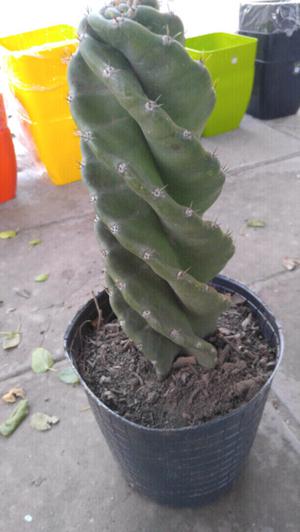 Cactus espiralado. Elviveruski vivero hurlingham