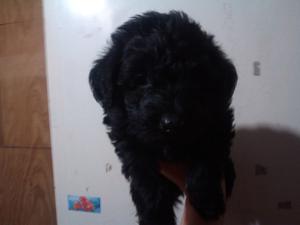 Caniche hembra negra azabache