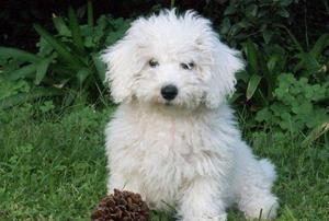 CACHORRA BICHON FRISÉ