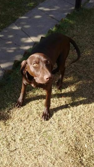 Cachorra Braco Alemán