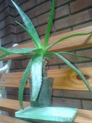 Aloe Vera Medicinal...$.-