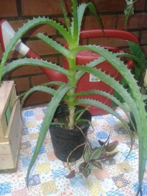 Aloe vera con suculenta