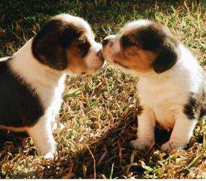 Cachorrros Beagles