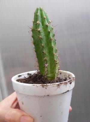 Cactus cereus de 13 cm de alto