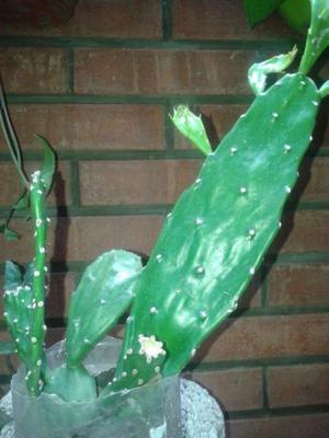 Cactus precioso ejemplar...$ 220