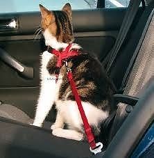 Cinturones de seguridad para mascotas