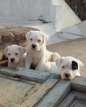 Dogos argentinos disponibles