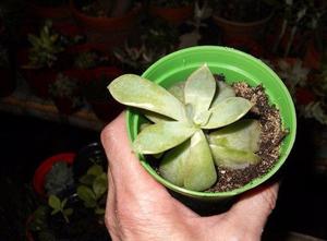 Planta Suculenta Graptopetalum En Maceta 8