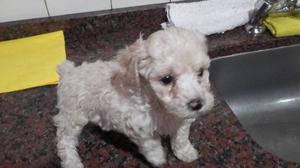 Vendo caniche #MICRO HOY HEMBRA