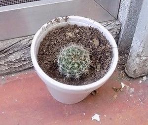 cactus en recipiente de 7 cm