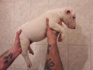 Bull terrier machos blancos fca