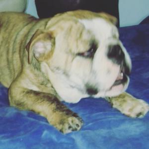 Bulldog Ingles Facilidad pago