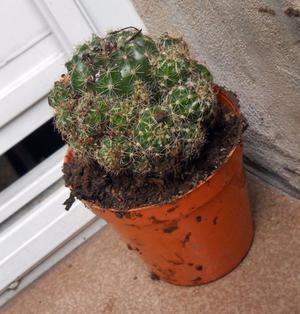 Cactus Echinopsis oxygona adulto colmado de hijos
